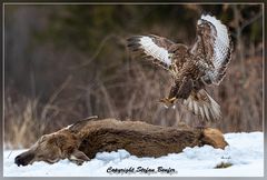 Bussard im Landeanflug