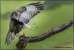 Bussard im Landeanflug