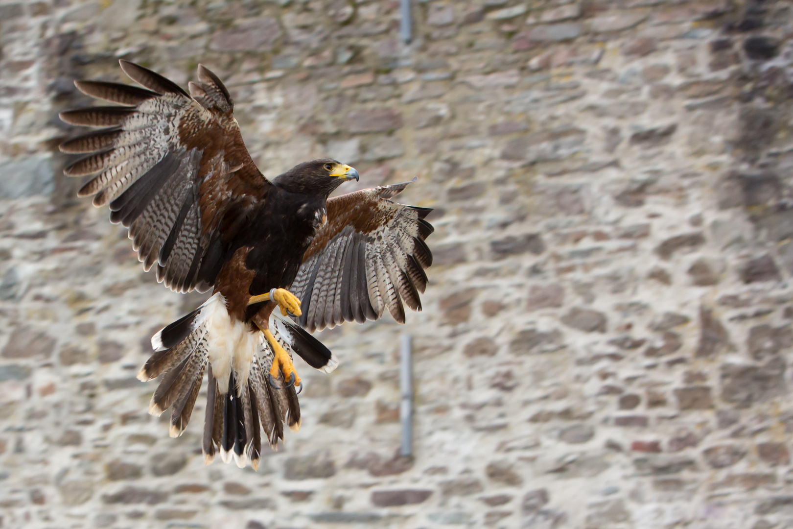 Bussard im Landeanflug