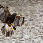 Bussard im Landeanflug