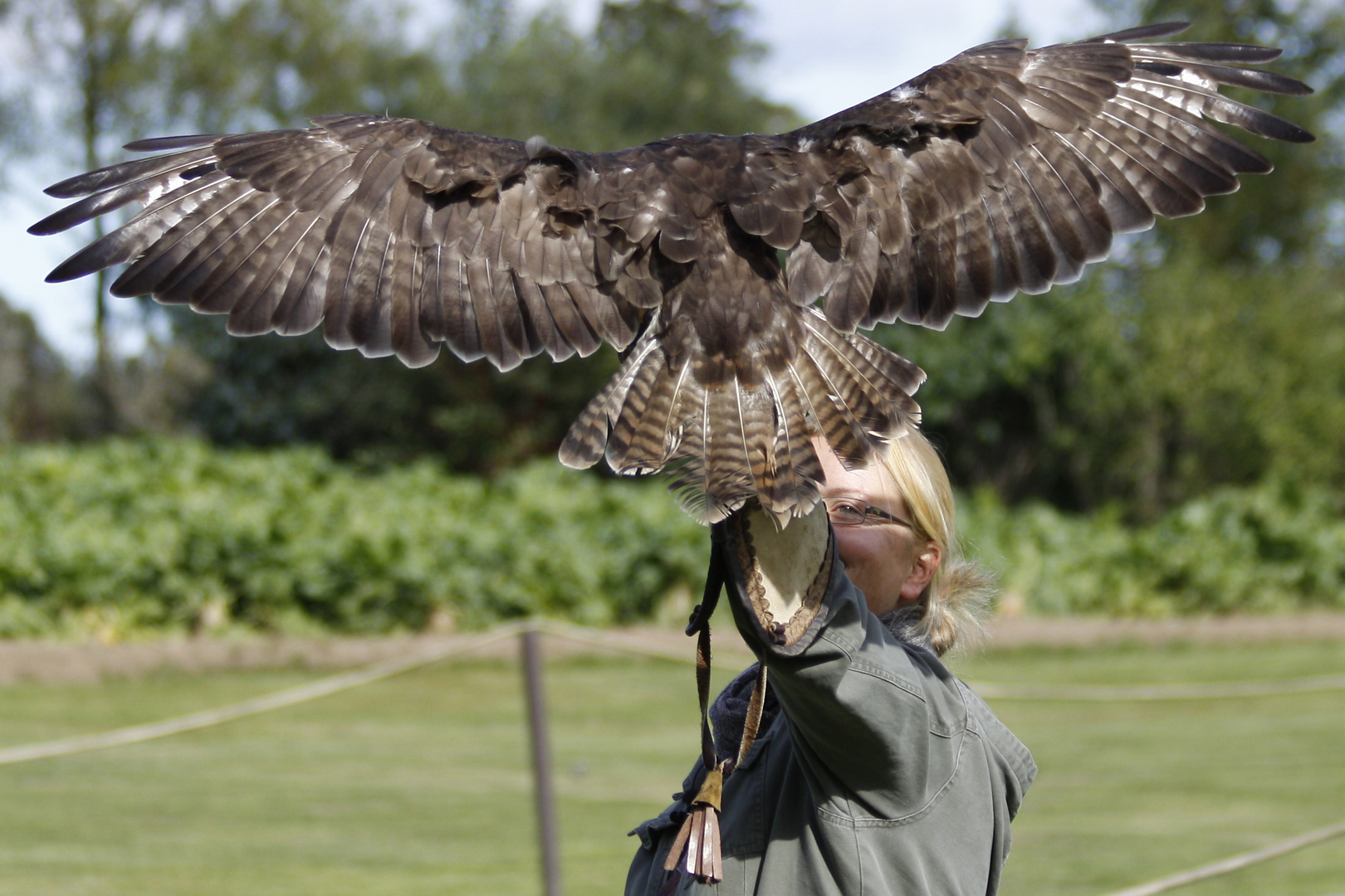 Bussard im Landeanflug