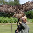 Bussard im Landeanflug