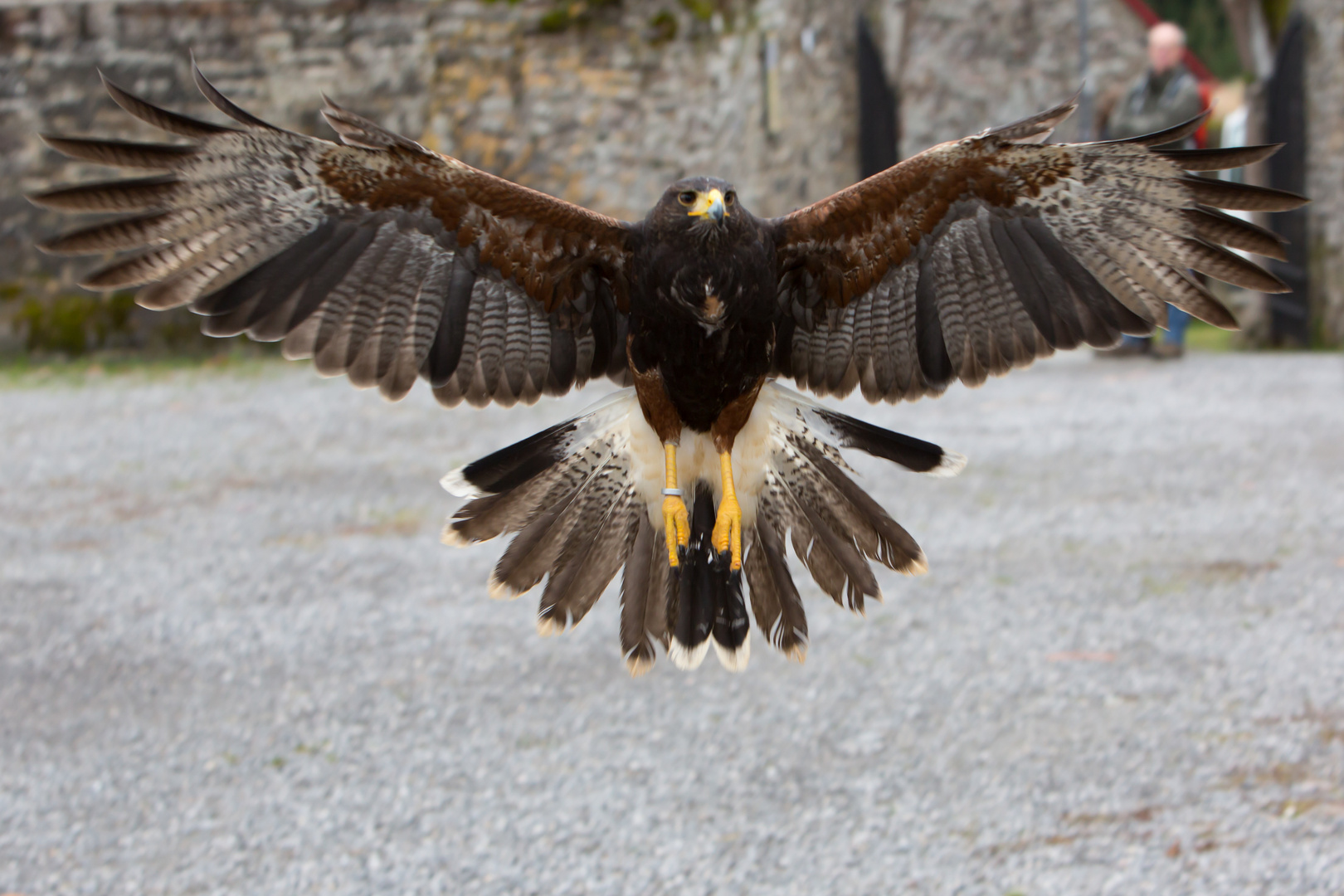 Bussard im Landeanflug II