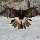 Bussard im Landeanflug II