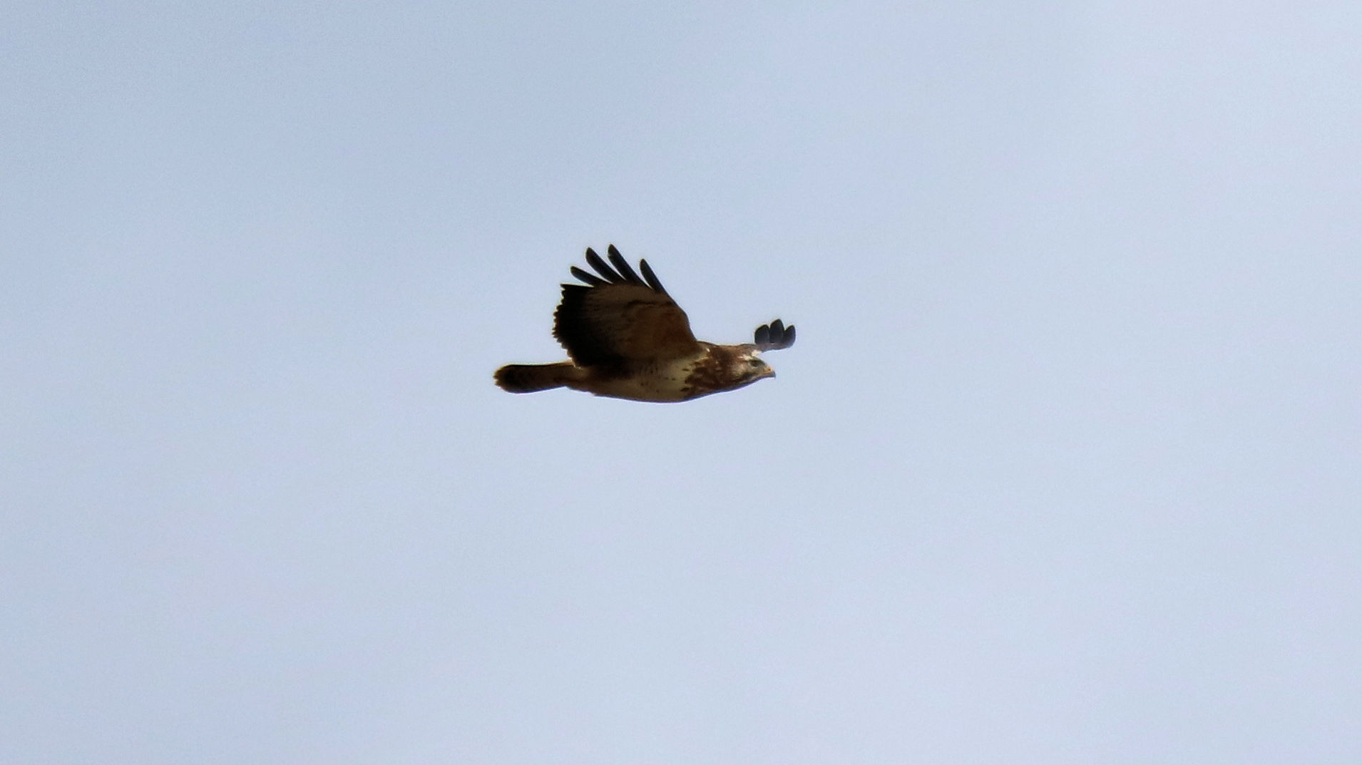 Bussard im Leinepolder...