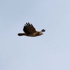 Bussard im Leinepolder...