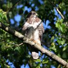 Bussard im Morgenlicht