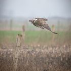 Bussard im Morgennebel