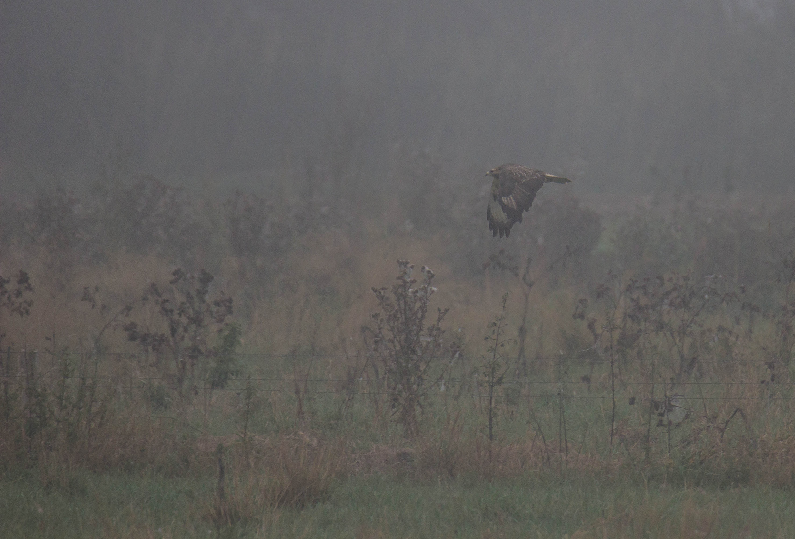 Bussard im Nebel