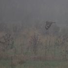 Bussard im Nebel