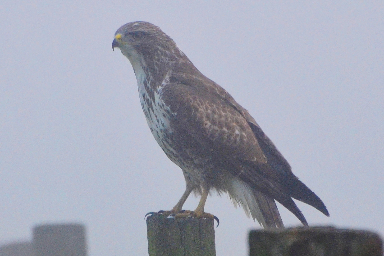 Bussard im Nebel...