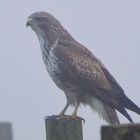 Bussard im Nebel...