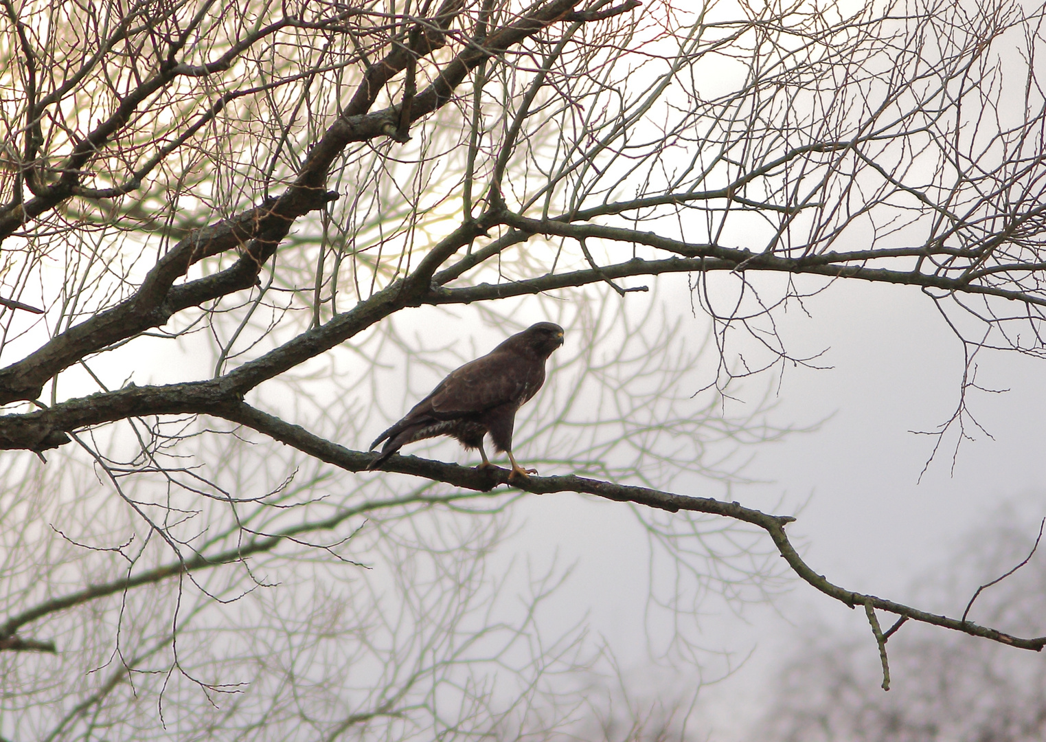 -Bussard im Nebel-