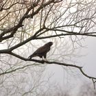 -Bussard im Nebel-