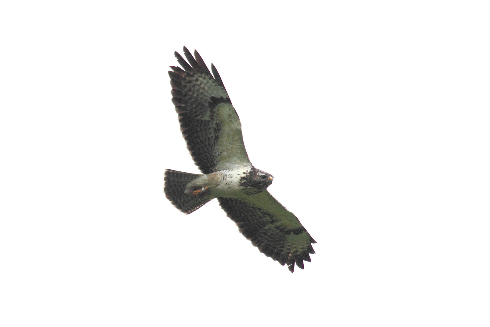 Bussard im NSG Maasduinen ( NL)