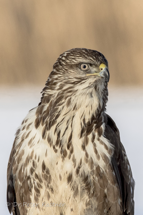 Bussard im Porträt