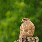 Bussard im Regen