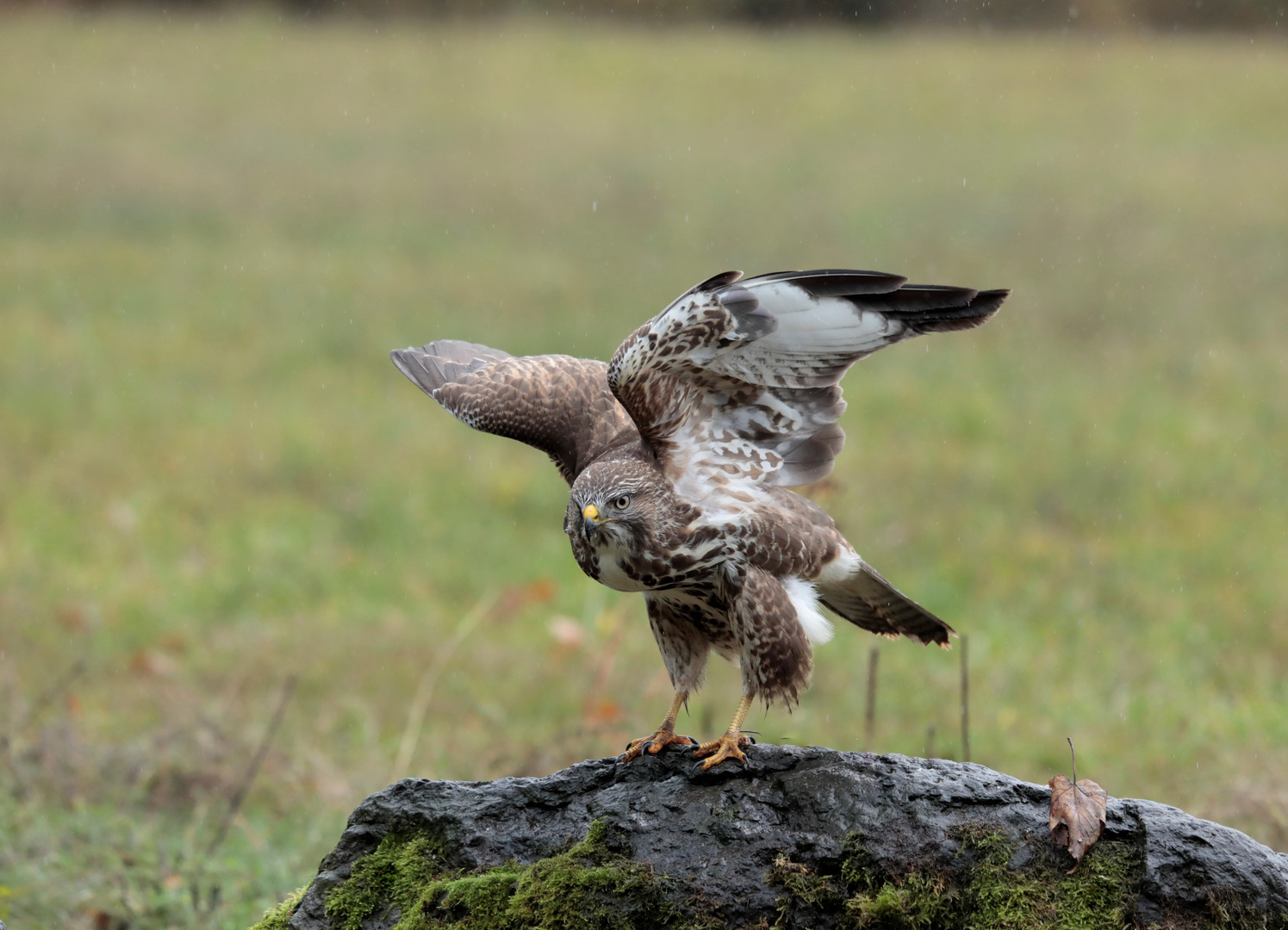 Bussard im Regen