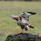 Bussard im Regen