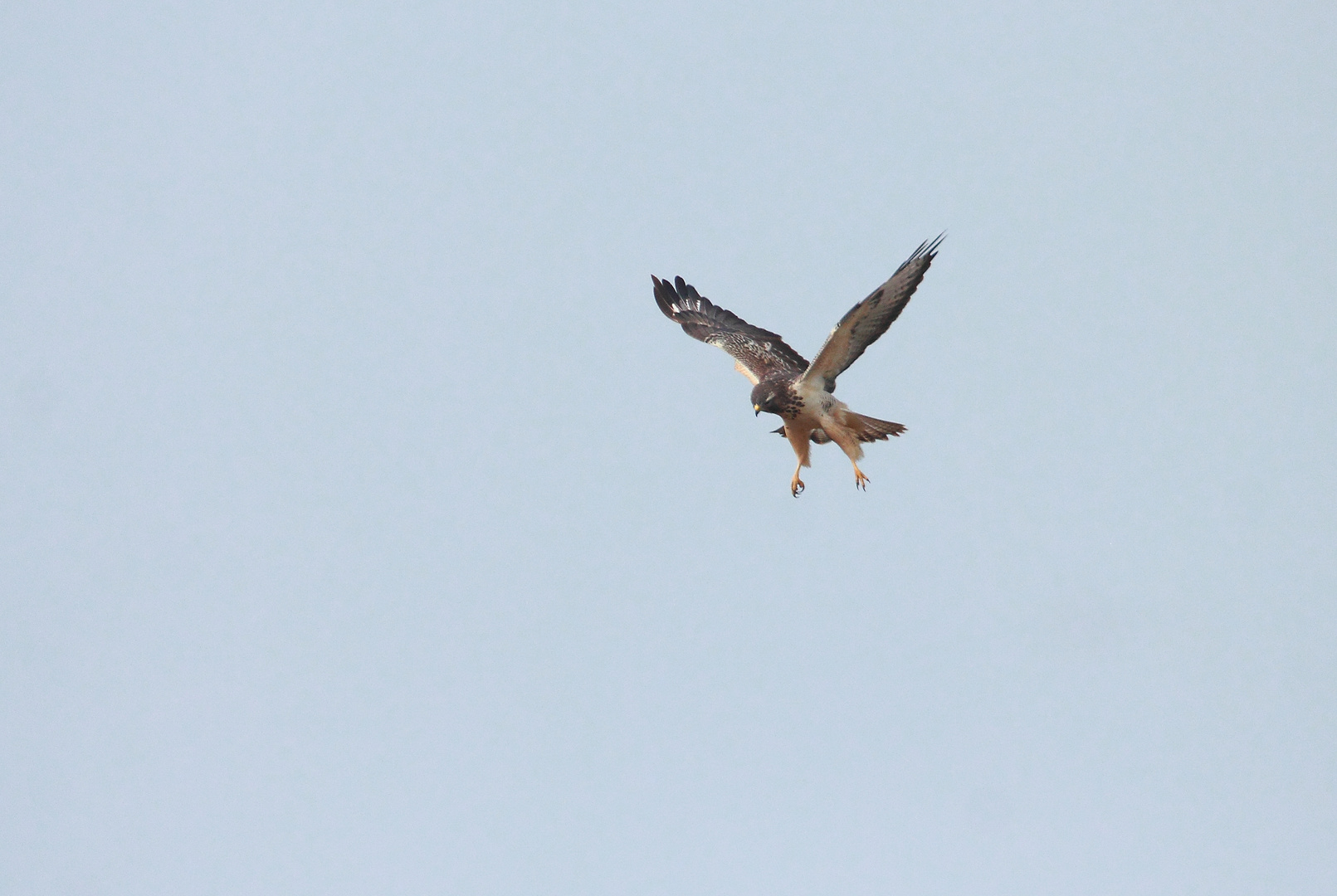 Bussard im Rüttelflug