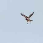 Bussard im Rüttelflug