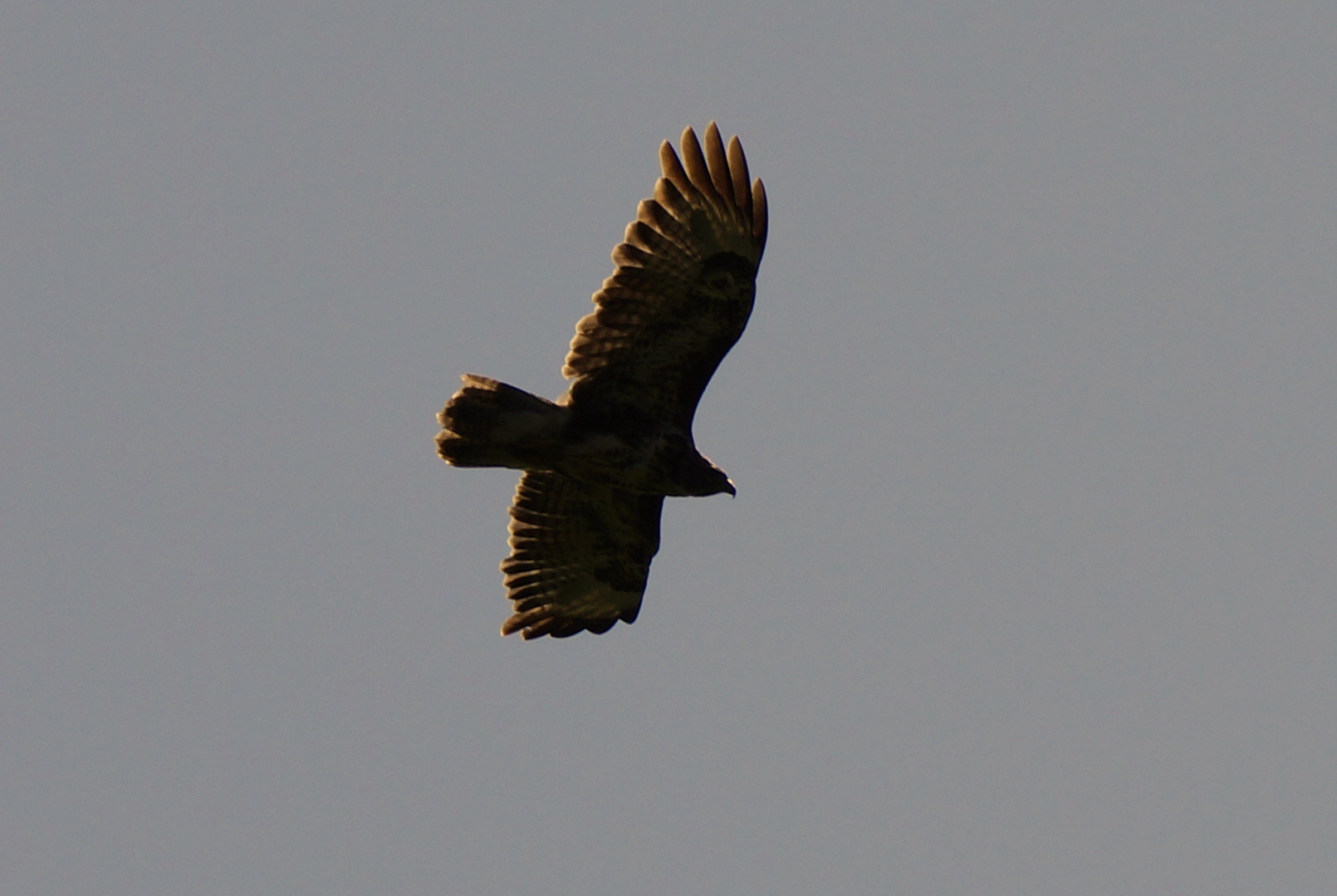 Bussard im Schein der Sonne