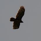 Bussard im Schein der Sonne