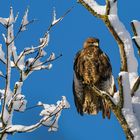 Bussard im Schnee