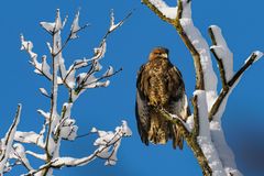 Bussard im Schnee