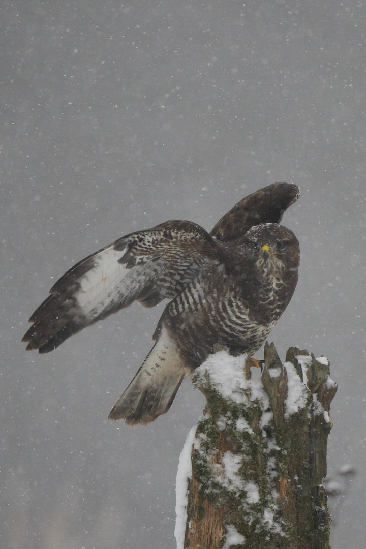 Bussard im Schnee