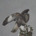 Bussard im Schnee