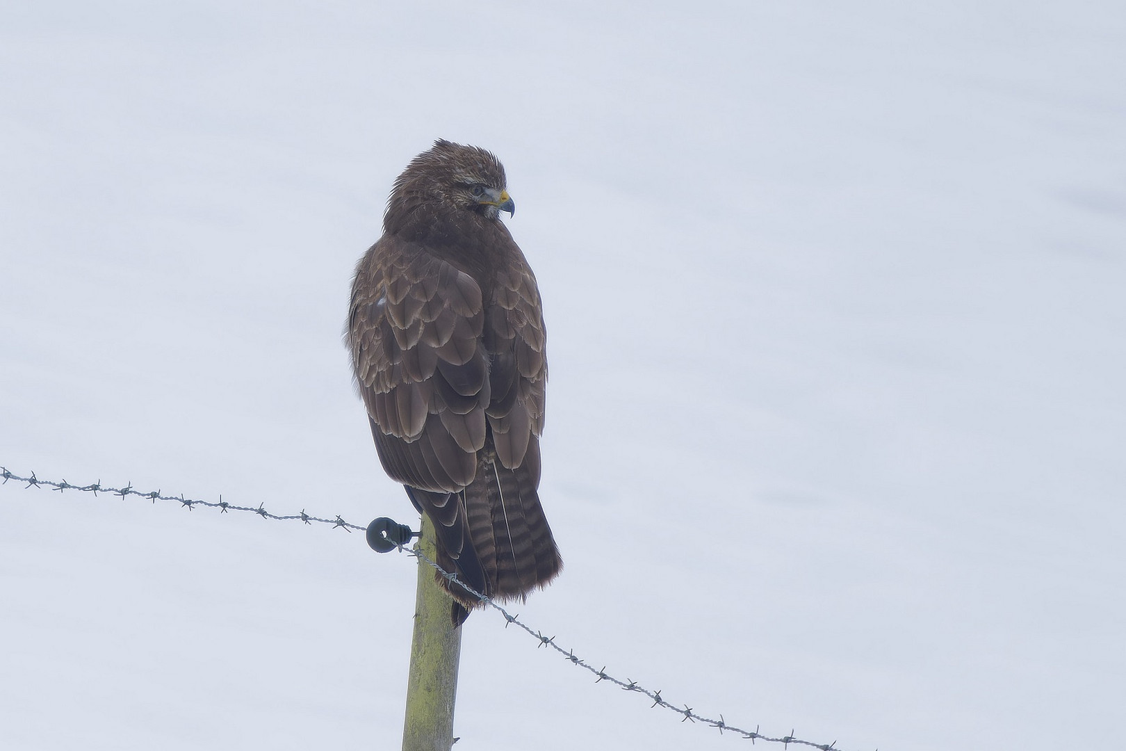 Bussard im Schnee