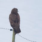 Bussard im Schnee