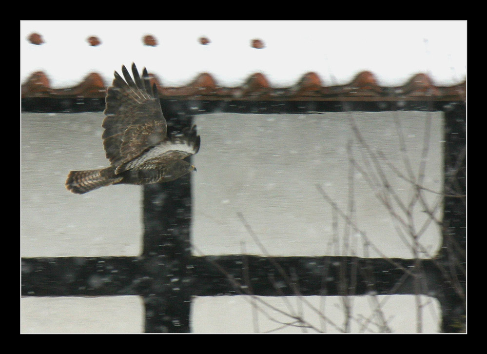 Bussard ? im Schneegestöber