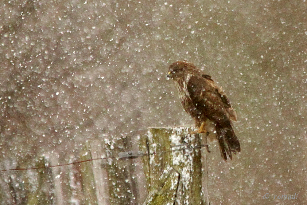 Bussard im Schneegestöber oder man ist mir kalt