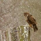 Bussard im Schneegestöber oder man ist mir kalt