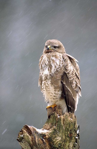 Bussard im Schneetreiben