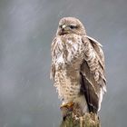 Bussard im Schneetreiben