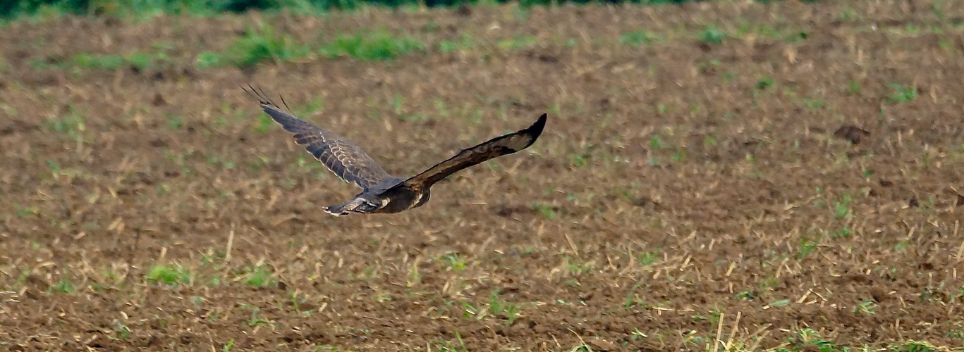 Bussard im Sinkflug    