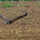 Bussard im Sinkflug    