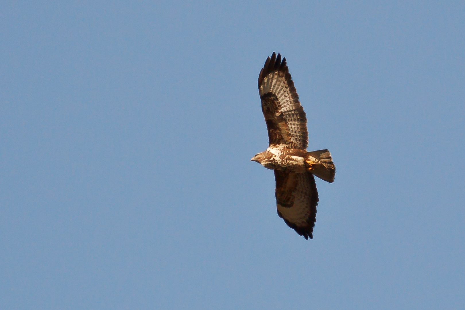 Bussard im Sonnenlicht