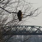 Bussard im Sonnenlicht.