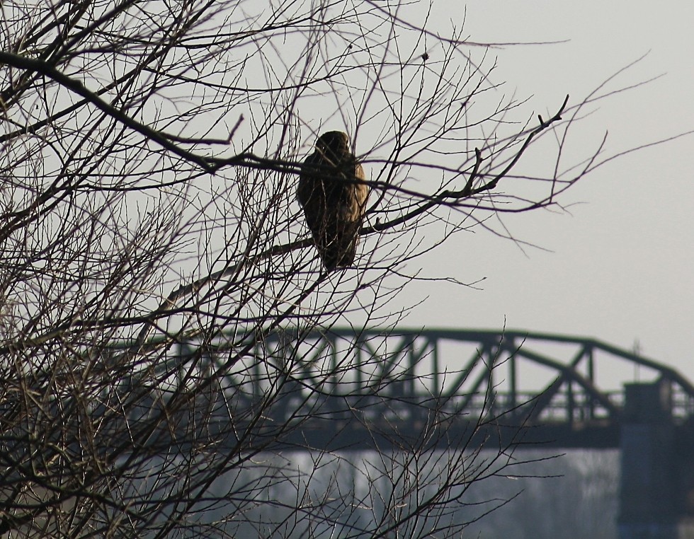 Bussard im Sonnenlicht.