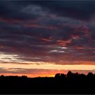 Bussard im Sonnenuntergang