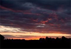 Bussard im Sonnenuntergang