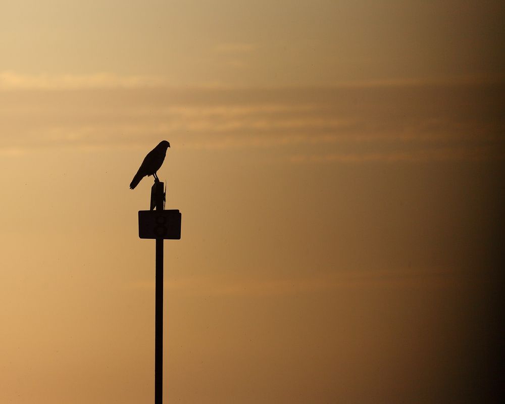 Bussard im Sonnenuntergang