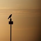 Bussard im Sonnenuntergang