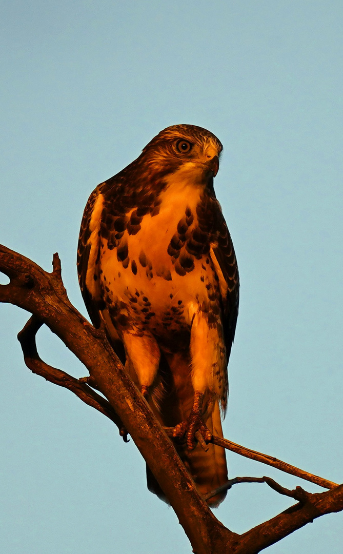 Bussard im Sonnenuntergang 2.