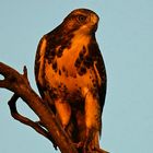 Bussard im Sonnenuntergang 2.