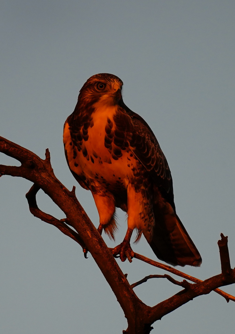 Bussard im Sonnenuntergang 2